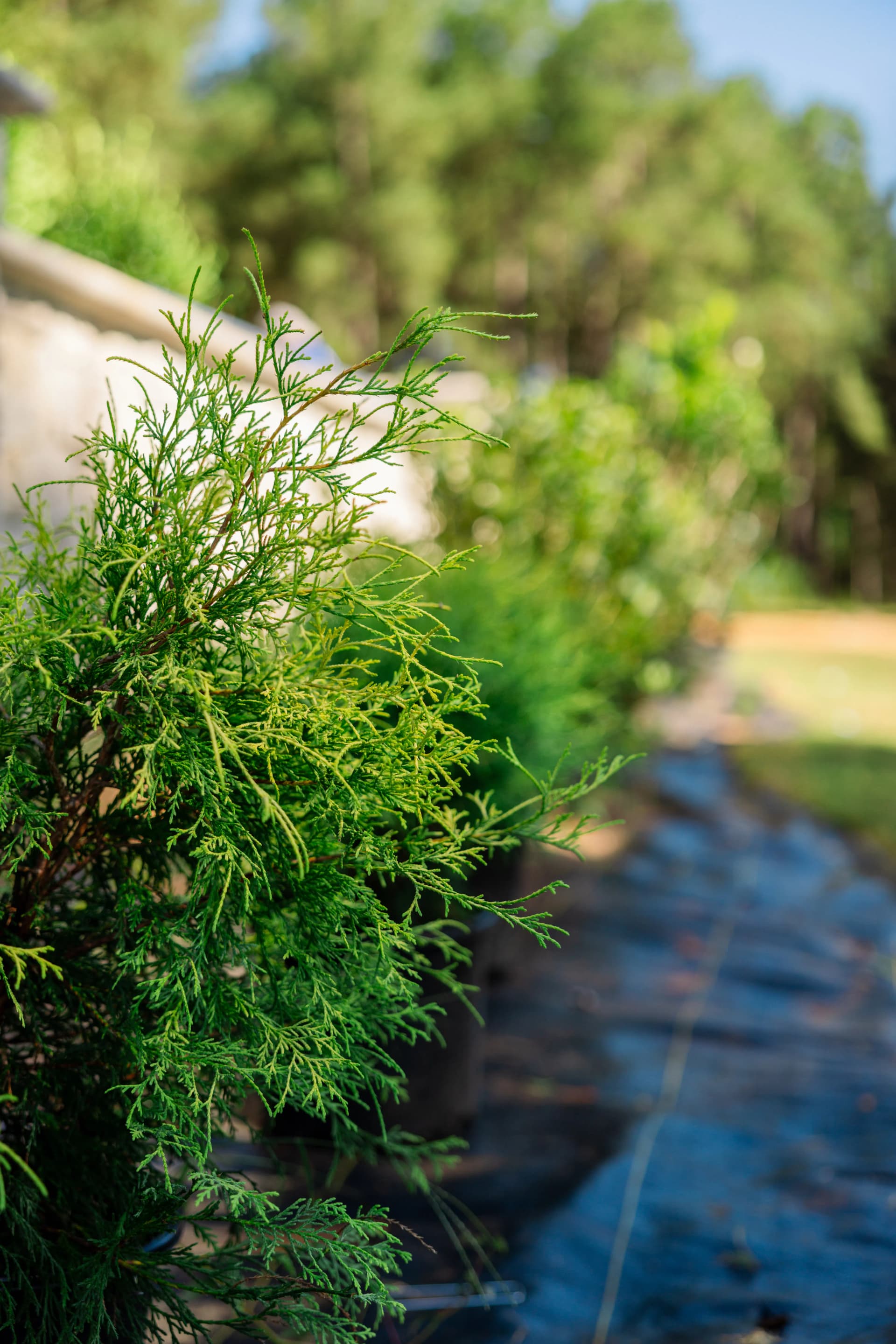 Gallery photos for Big Residential Landscape Install in Progress - Macon, Georgia: Image #1